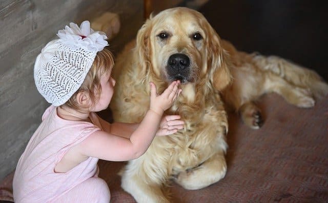 少女と犬